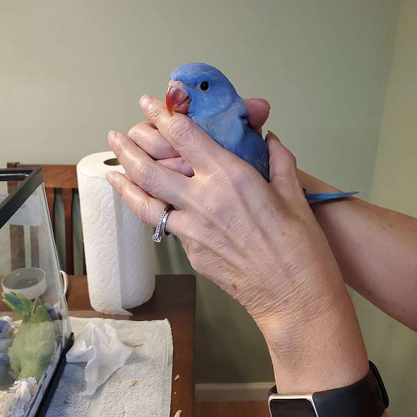 baby-bird-for-sale-in-sinking-spring-pa