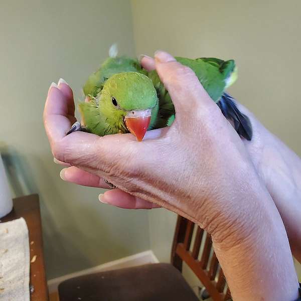 ringneck-parakeet-for-sale-in-sinking-spring-pa