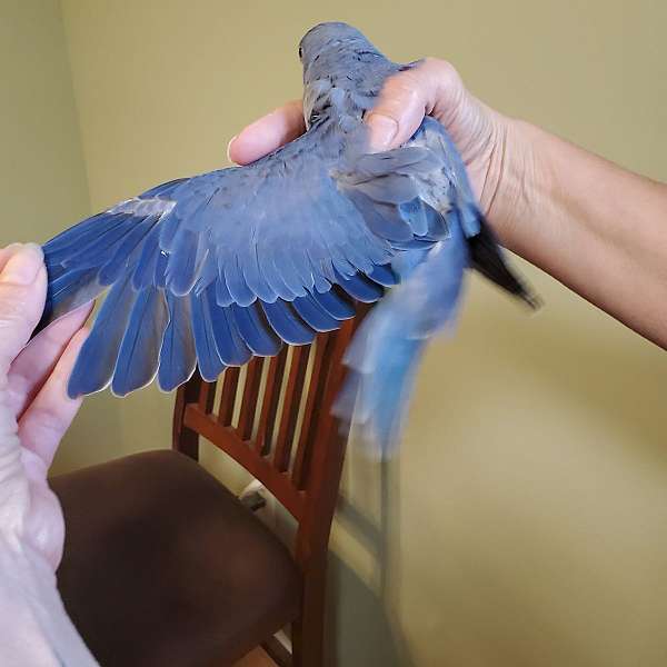 ringneck-parakeet-for-sale
