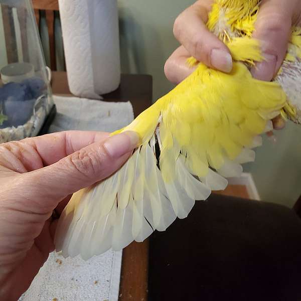 ringneck-parakeet-for-sale