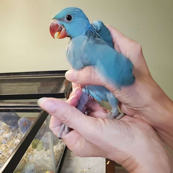 ringneck-parakeet-for-sale-in-sinking-spring-pa