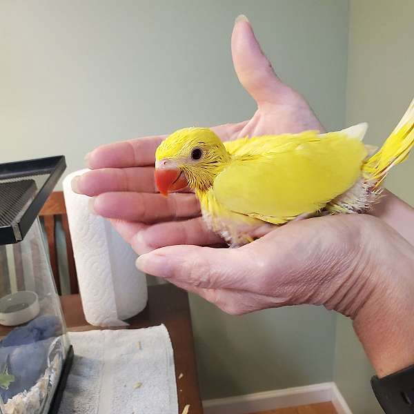 green-yellow-bird-for-sale-in-sinking-spring-pa