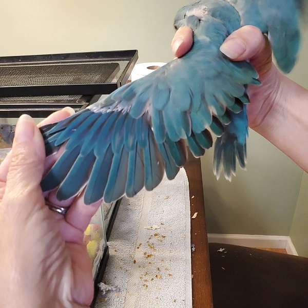 baby-bird