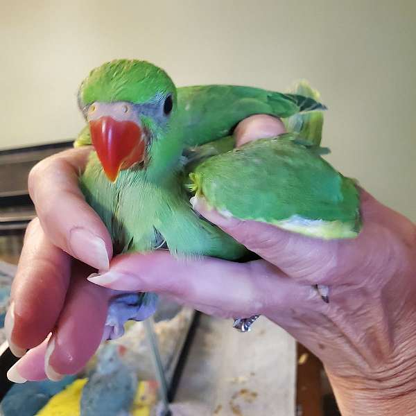 bird-for-sale-in-sinking-spring-pa