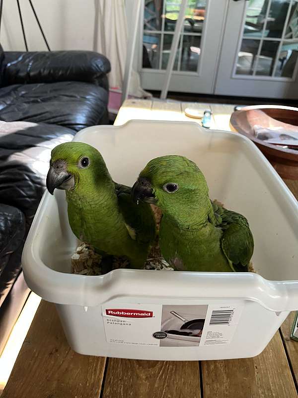 bird-for-sale-in-connecticut