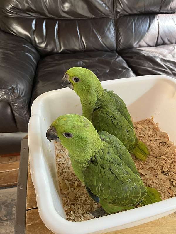 yellow-naped-amazon-parrot-for-sale