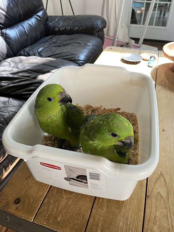 yellow-naped-amazon-parrot-for-sale-in-connecticut