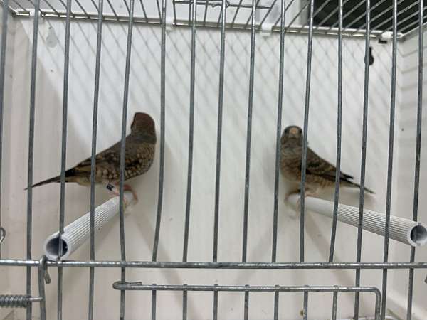 other-finch-for-sale-in-hillside-nj