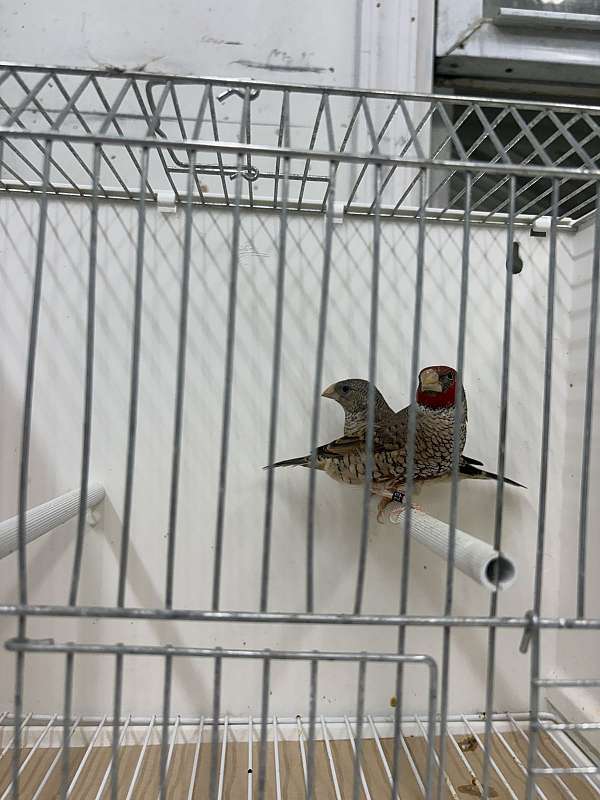 other-finch-for-sale