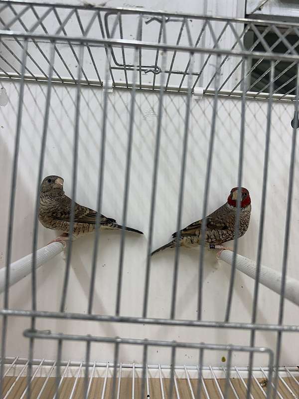 red-bird-for-sale-in-hillside-nj