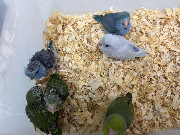 cobalt-bird-for-sale-in-hillside-nj