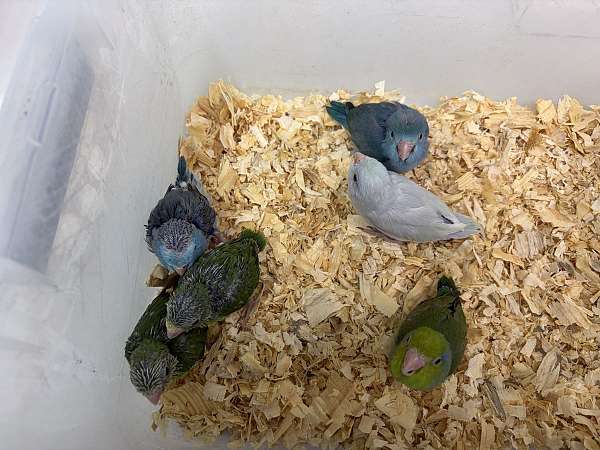 parrotlet-for-sale