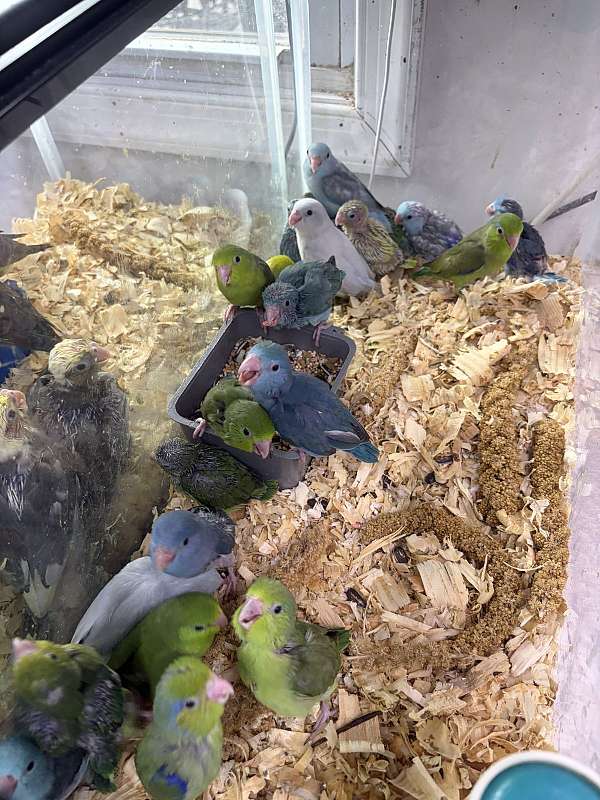 parrotlet-for-sale-in-hillside-nj