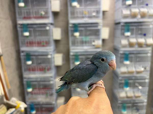 baby-bird