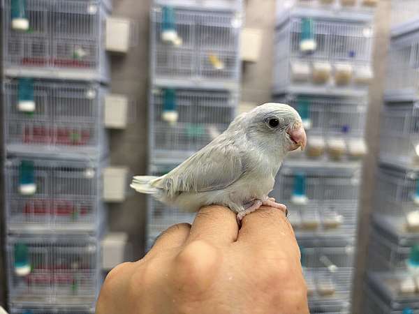 bird-for-sale-in-hillside-nj