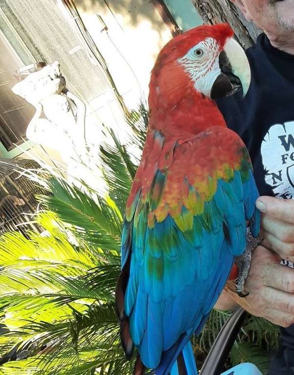 cobalt-bird-for-sale-in-placerville-ca