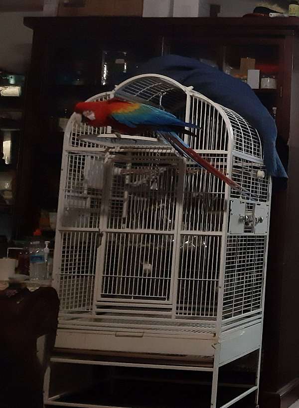 red-bird-for-sale-in-placerville-ca