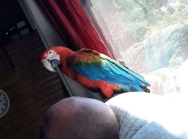 exotic-bird-for-sale-in-placerville-ca