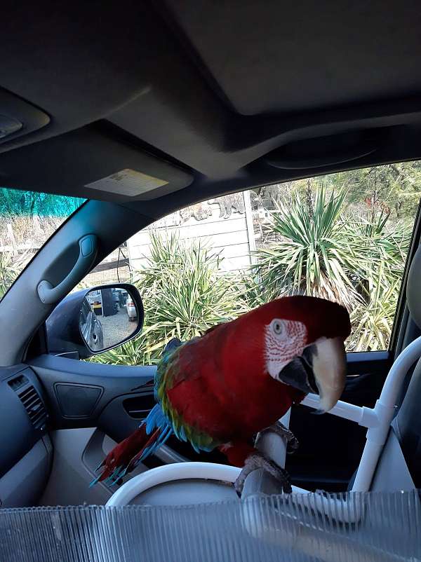 fancy-bird-for-sale-in-placerville-ca