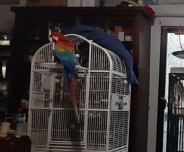 house-trained-bird-for-sale-in-placerville-ca