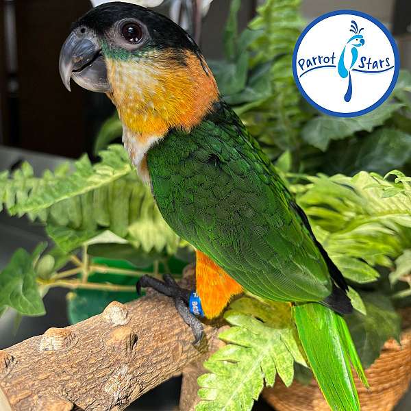 black-headed-caique-for-sale