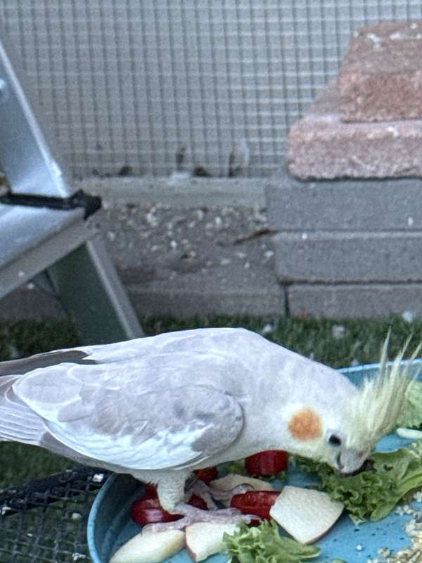 cockatiel-for-sale