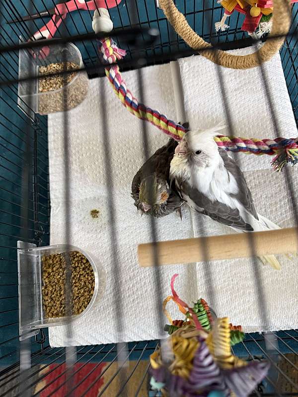 cinnamon-cockatiel-for-sale