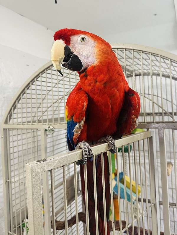 scarlet-macaw-for-sale
