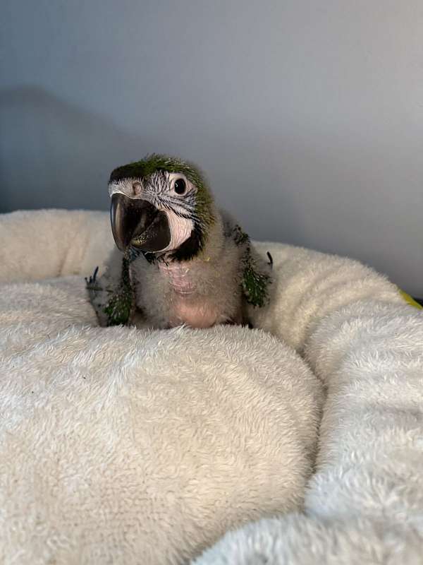 hybrid-macaw-for-sale-in-loxahatchee-fl