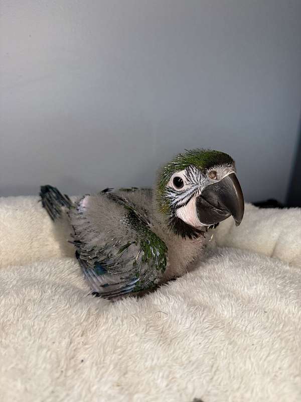 hybrid-macaw-for-sale