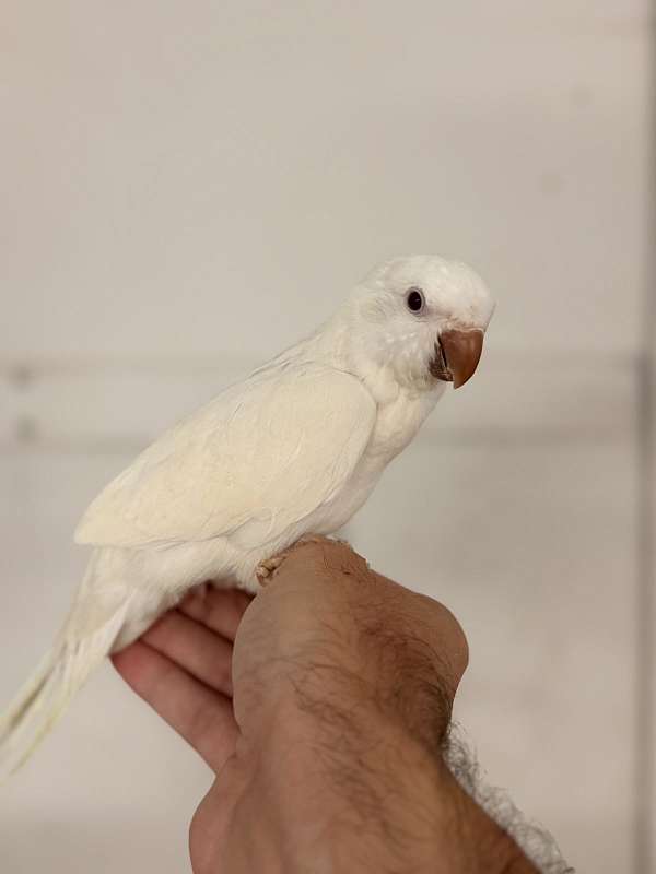 albino-white-bird-for-sale-in-oklahoma