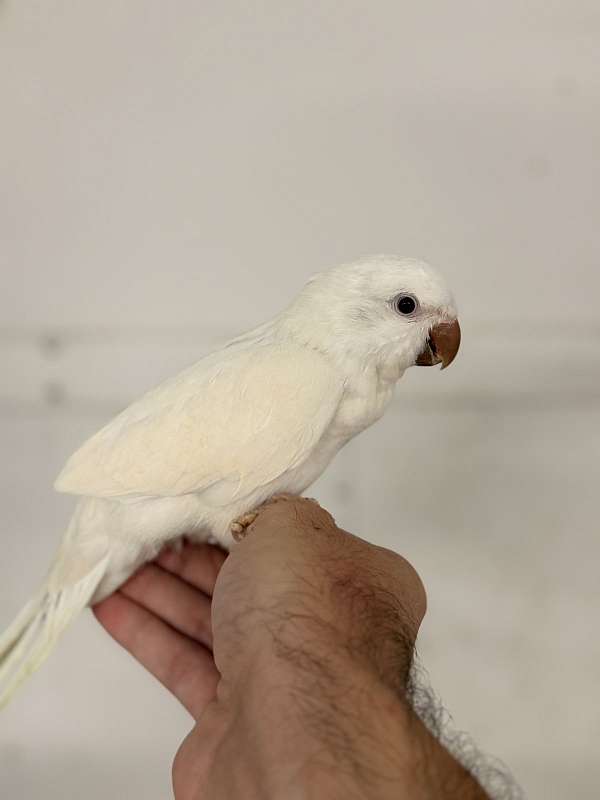 playful-bird-for-sale-in-oklahoma