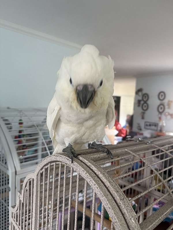 umbrella-cockatoo-for-sale