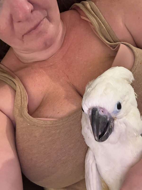umbrella-cockatoo-for-sale-in-pennsylvania