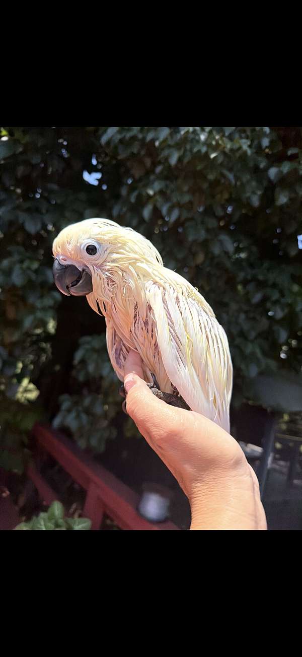 bird-for-sale-in-pennsylvania