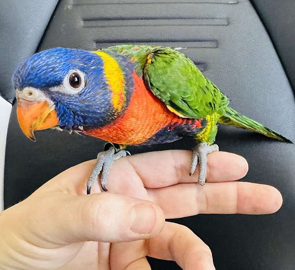 rainbow-lory-for-sale