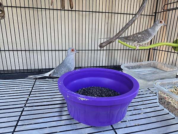 dove-for-sale-in-stockdale-pa