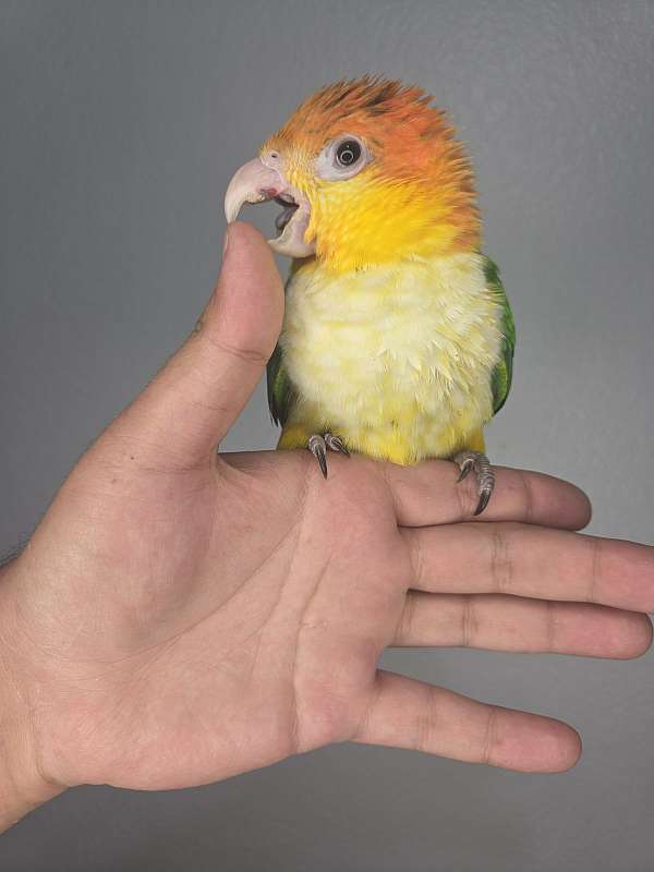 white-bellied-caique-for-sale