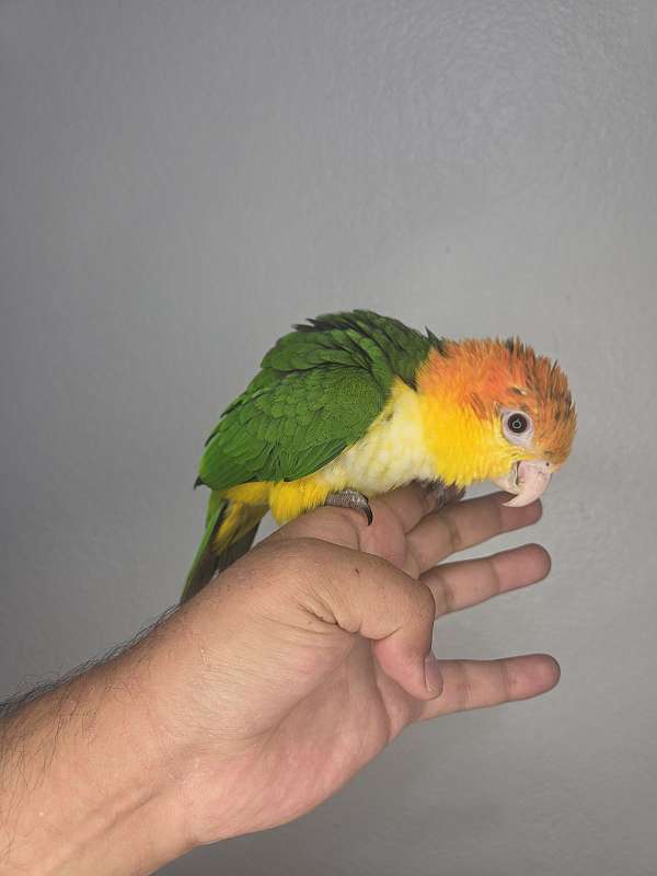 white-bellied-caique-for-sale-in-los-angeles-ca