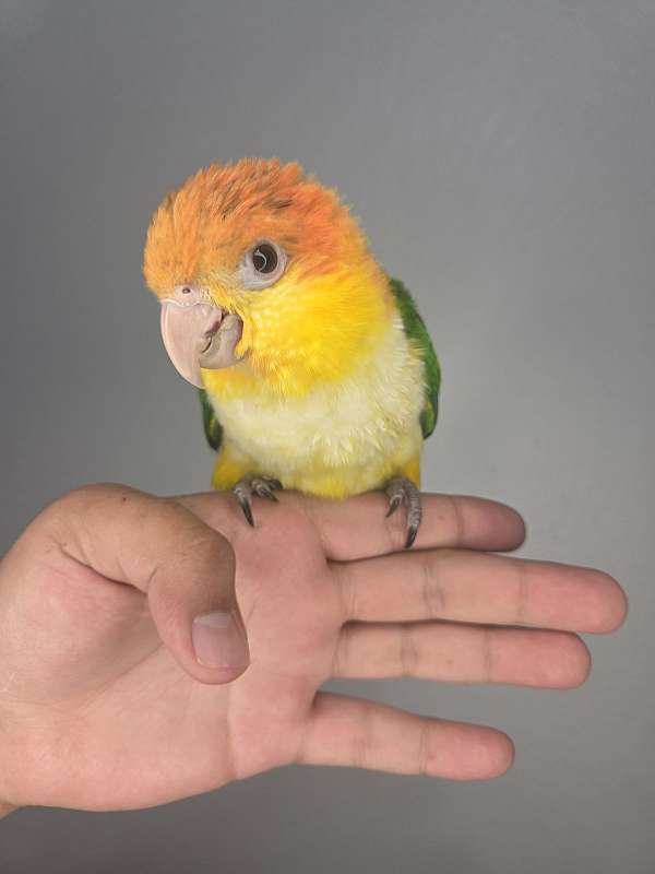 bird-for-sale-in-los-angeles-ca