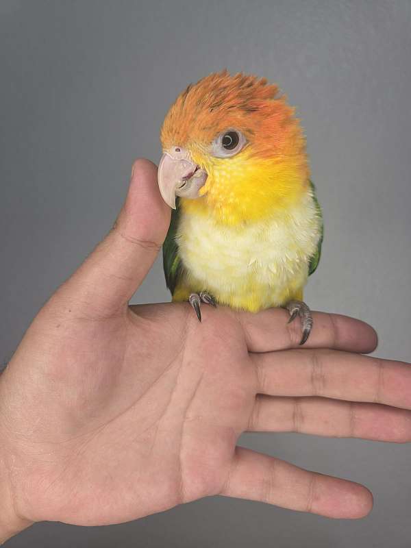 young-bird