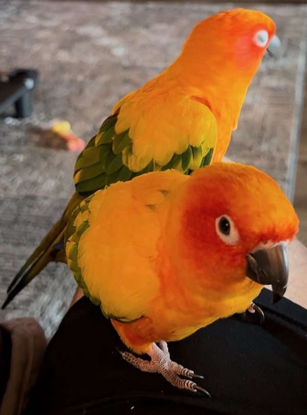 sun-conure-for-sale