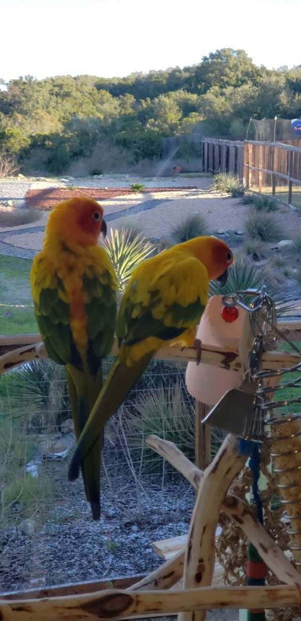 green-sun-conure-for-sale