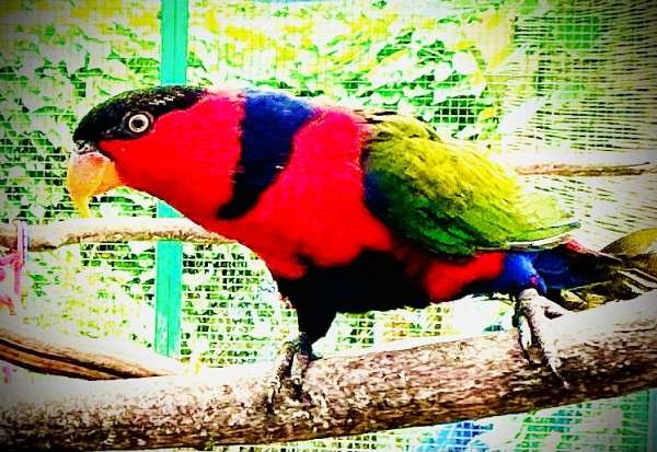 lory-for-sale
