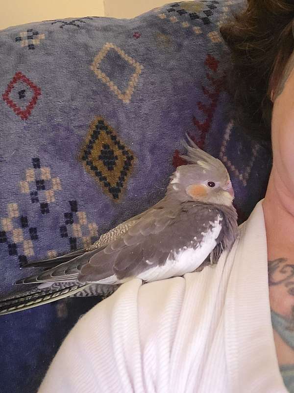 pearl-pied-singing-bird-for-sale