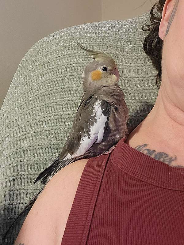 singing-bird-for-sale-in-virginia-beach-va