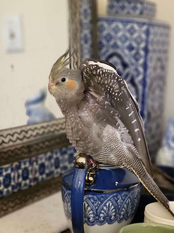 pearl-pied-bird-for-sale-in-virginia-beach-va