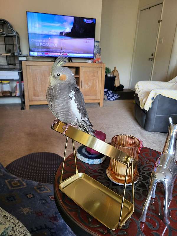 cockatiel-for-sale