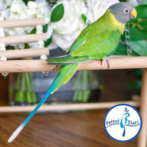 plum-head-parakeet-for-sale