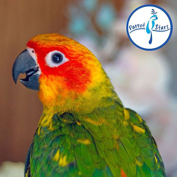 sun-conure-for-sale